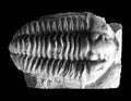 Trilobite Royalty Free Stock Photo