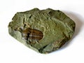 Trilobite