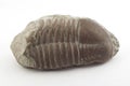 Trilobite Royalty Free Stock Photo