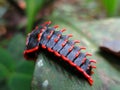 Trilobite Beetle, Borneo, Malaysia