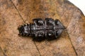 Trilobite beetle on withered leaf