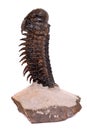 Trilobite crotalocephalus Royalty Free Stock Photo