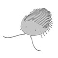 Trilobite Royalty Free Stock Photo