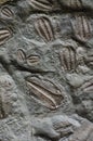 Trilobite fossil Royalty Free Stock Photo