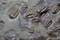 Trilobite fossil as very nice background