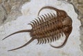 Trilobite fossil (Cheirurus ingricus) Royalty Free Stock Photo
