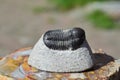 Trilobite fossil detail