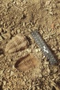 Trilobite fossil find and print on ground in cambrian rocky sediments