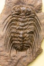 Trilobite fossil Selenopeltis Royalty Free Stock Photo