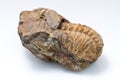 Trilobite Fossil Royalty Free Stock Photo