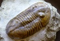 Trilobite fossil on stone, prehistoric extinct animal lived in Cambrian and Silurian seas Royalty Free Stock Photo