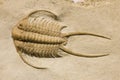 Trilobite fossil with thorns Royalty Free Stock Photo