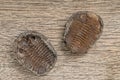 Trilobite fossils Royalty Free Stock Photo