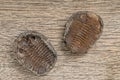 Trilobite fossils