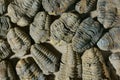 trilobite fossils collection Royalty Free Stock Photo