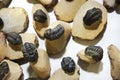 trilobite fossils collection Royalty Free Stock Photo
