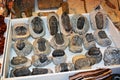 Trilobite fossils