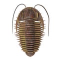 Trilobite ptychoparia