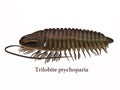 Trilobite ptychoparia Side Profile