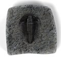 Trilobite Royalty Free Stock Photo