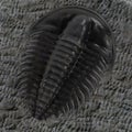 Trilobite Royalty Free Stock Photo