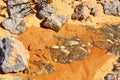 Trilobite stone fossils in Sahara Desert