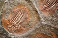 Trilobite Royalty Free Stock Photo