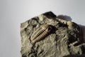 Trilobites are a group of extinct marine arachnomorph arthropods