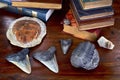 Trilobites and Megalodon Shark Teeth. Royalty Free Stock Photo