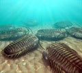 Trilobites Scavenging On The Seabottom Royalty Free Stock Photo