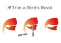 Trim and cut bird beak structure anatomy / vector