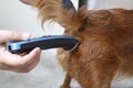 Trim the fur on the bottom of the Chihuahua dog for cleanliness and hygiene. Royalty Free Stock Photo