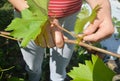 Trim, Topping A Grapevine. Gardener prune grapes. Spring grapes pruning