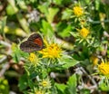 Trimens Brown Butterfly Royalty Free Stock Photo