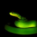 Trimeresurus albolabris Royalty Free Stock Photo