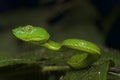 Trimeresurus Fucata eyes