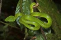 Trimeresurus Fucata