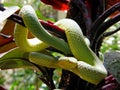 Trimeresurus graminus Bamboo pit viper
