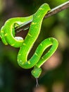 Trimeresurus hageni, Hagen`s greem pit viper