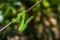 Trimeresurus hageni, Hagen`s greem pit viper