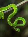 Trimeresurus hageni, Hagen`s greem pit viper