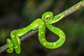 Trimeresurus hageni, Hagen`s greem pit viper