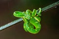 Trimeresurus hageni, Hagen`s greem pit viper