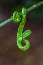 Trimeresurus hageni, Hagen`s greem pit viper