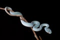 Trimeresurus Insularis or Pit Viper Royalty Free Stock Photo