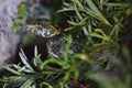 Trimeresurus mangshanensis Royalty Free Stock Photo