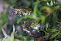 Trimeresurus mangshanensis Royalty Free Stock Photo