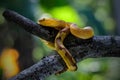 Trimeresurus puniceus hanging on a branch Royalty Free Stock Photo