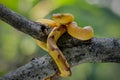 Trimeresurus puniceus hanging on a branch Royalty Free Stock Photo