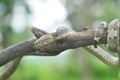 Trimeresurus Puniceus snak on branch